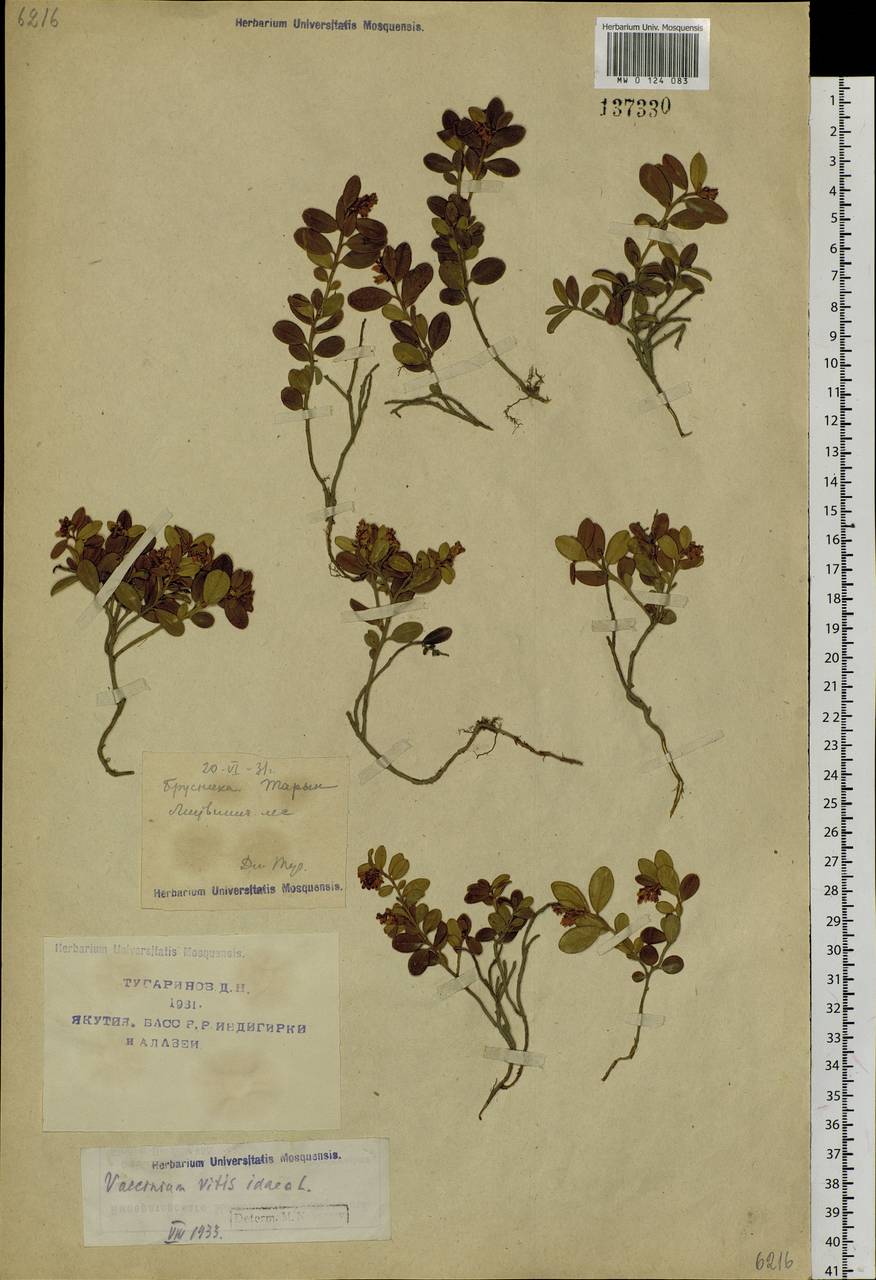 Vaccinium vitis-idaea L., Siberia, Yakutia (S5) (Russia)