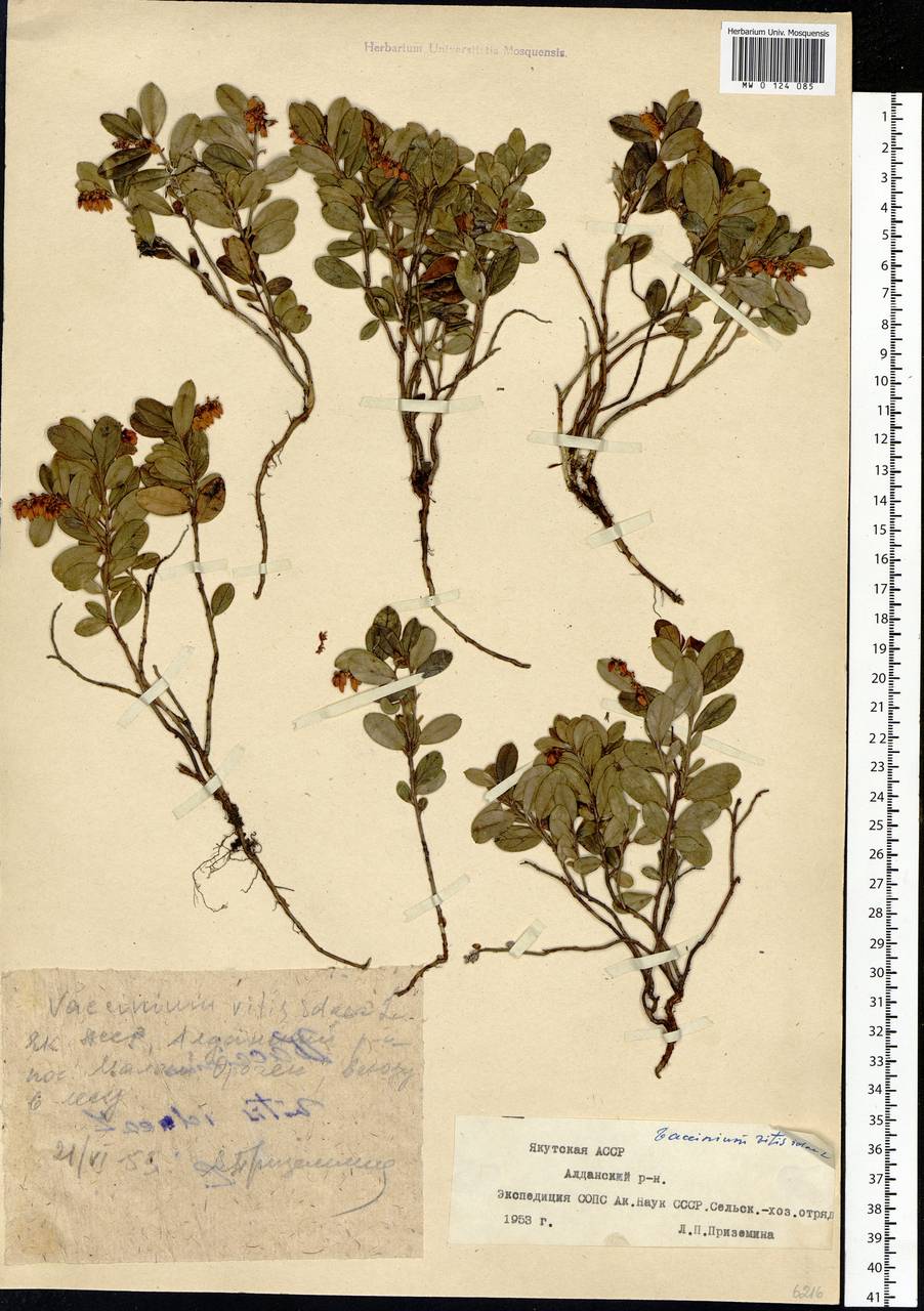 Vaccinium vitis-idaea L., Siberia, Yakutia (S5) (Russia)