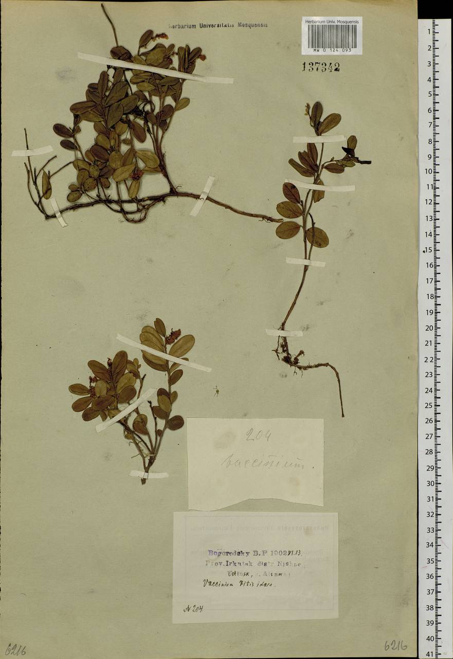 Vaccinium vitis-idaea L., Siberia, Baikal & Transbaikal region (S4) (Russia)