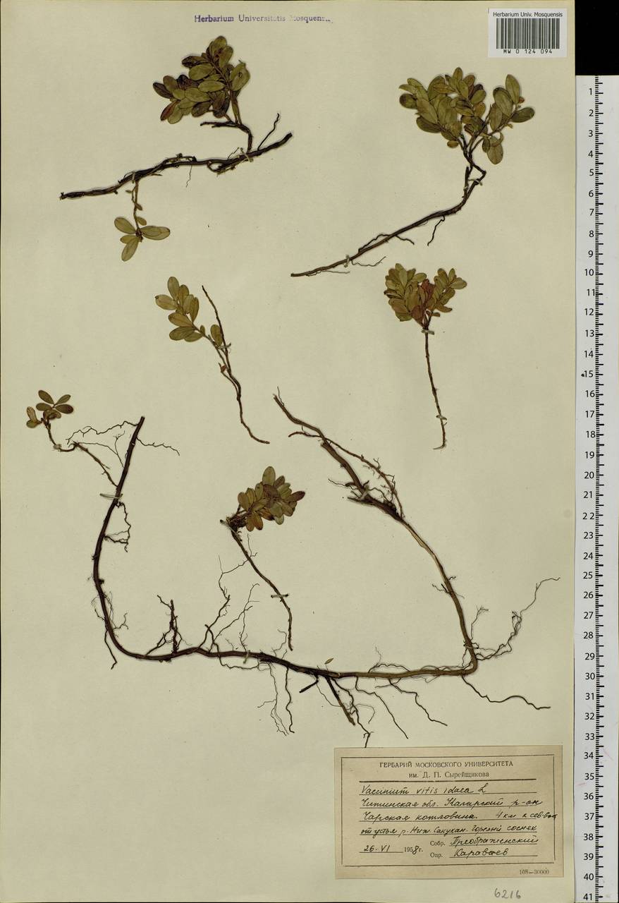Vaccinium vitis-idaea L., Siberia, Baikal & Transbaikal region (S4) (Russia)