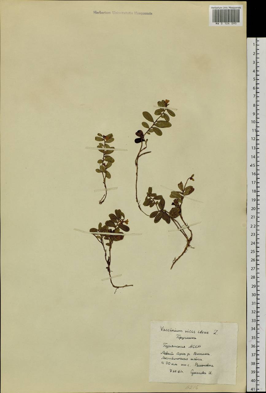 Vaccinium vitis-idaea L., Siberia, Baikal & Transbaikal region (S4) (Russia)
