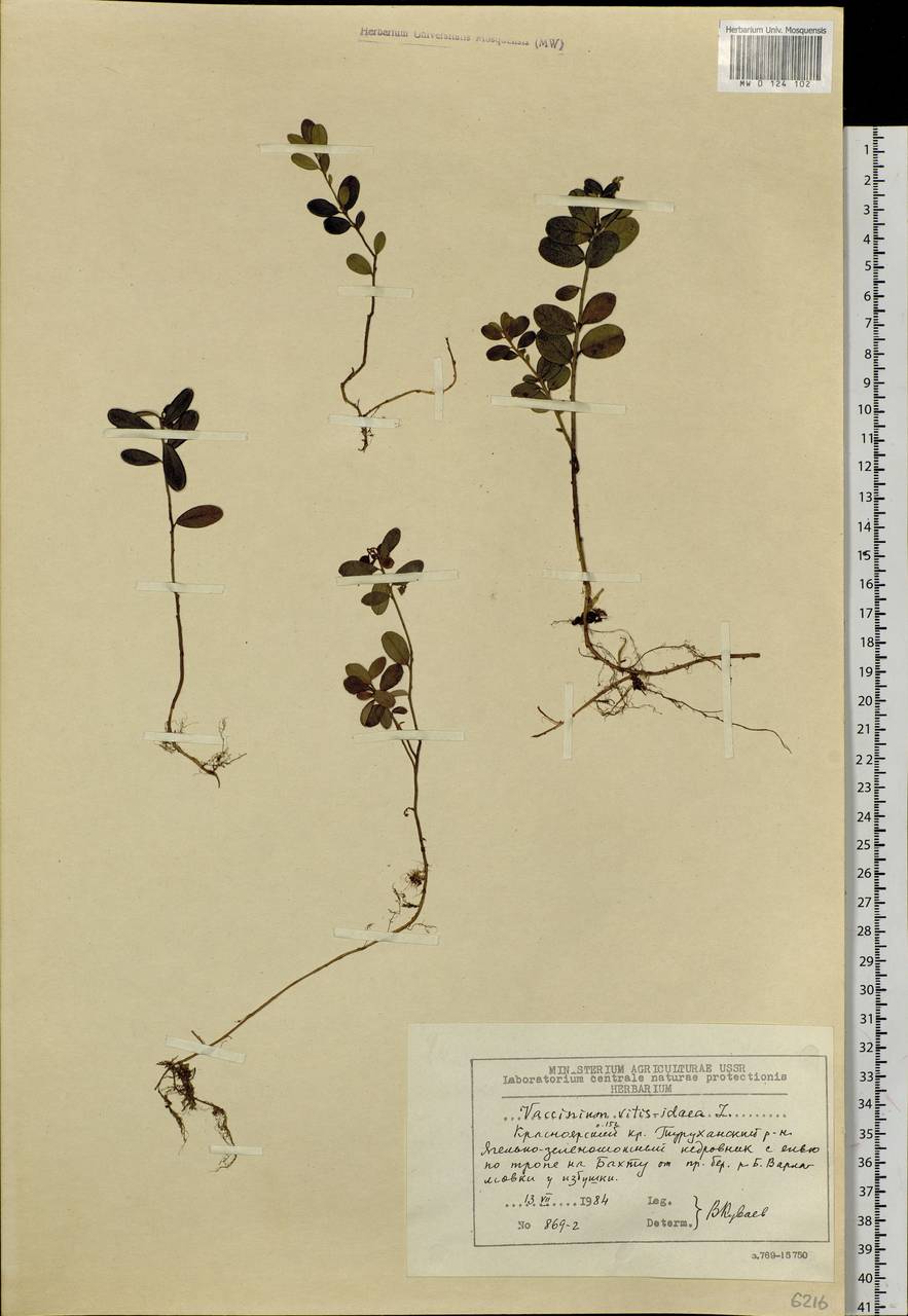 Vaccinium vitis-idaea L., Siberia, Central Siberia (S3) (Russia)