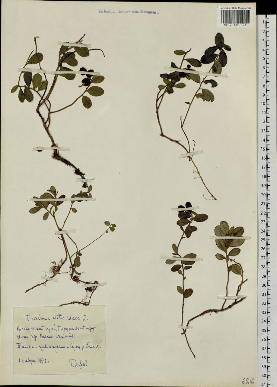 Vaccinium vitis-idaea L., Siberia, Central Siberia (S3) (Russia)