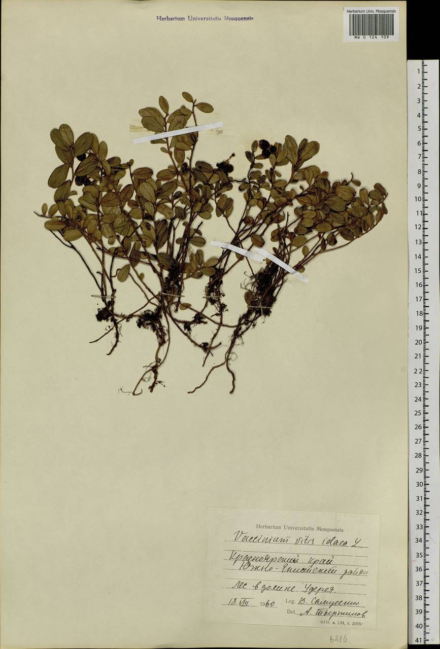 Vaccinium vitis-idaea L., Siberia, Central Siberia (S3) (Russia)