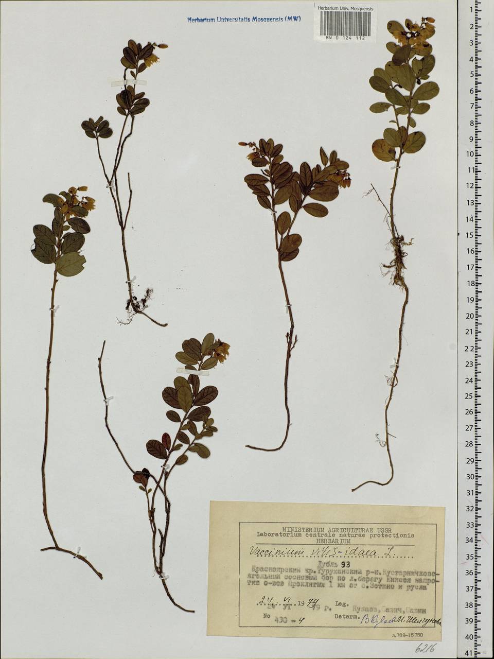 Vaccinium vitis-idaea L., Siberia, Central Siberia (S3) (Russia)