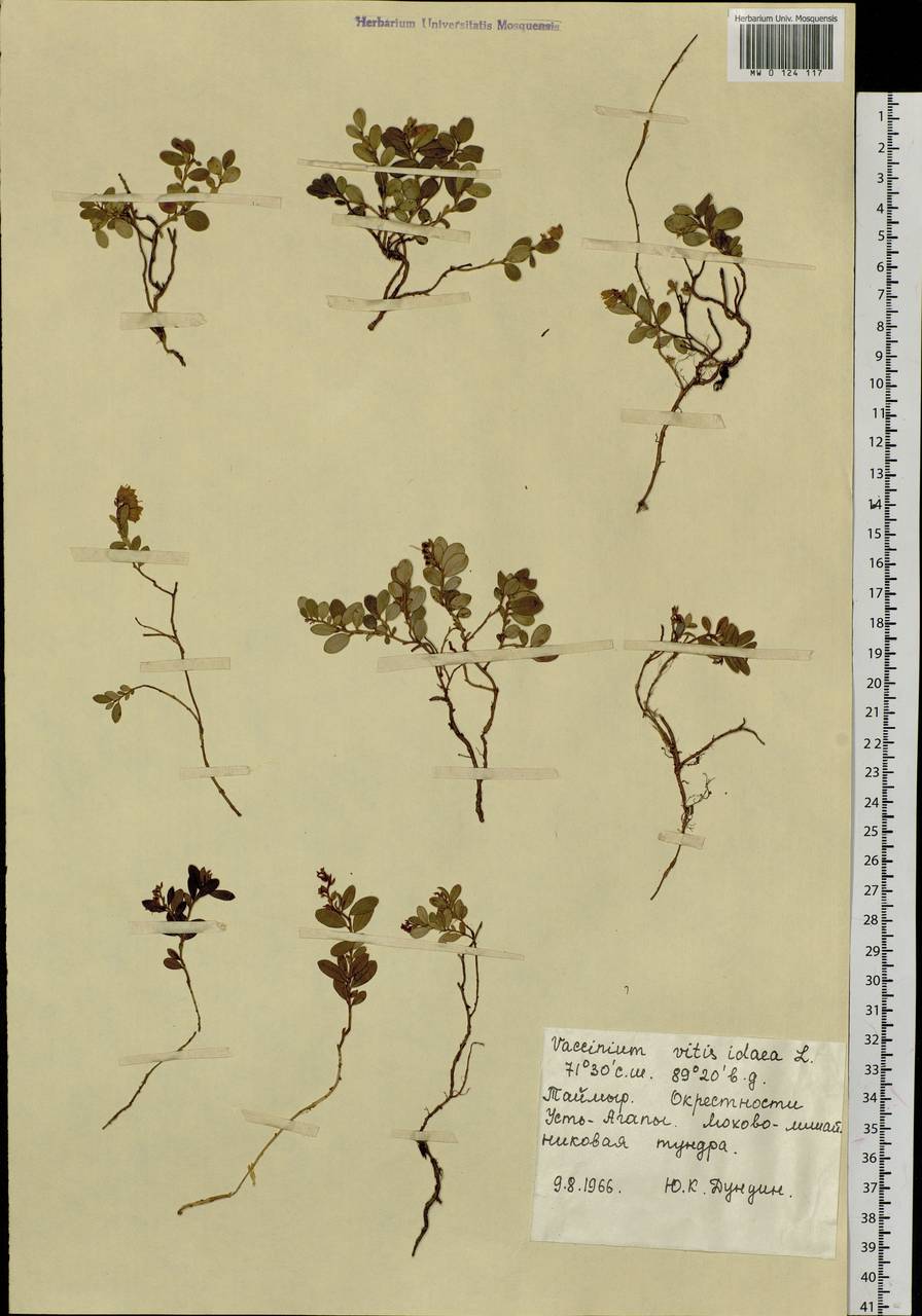 Vaccinium vitis-idaea L., Siberia, Central Siberia (S3) (Russia)