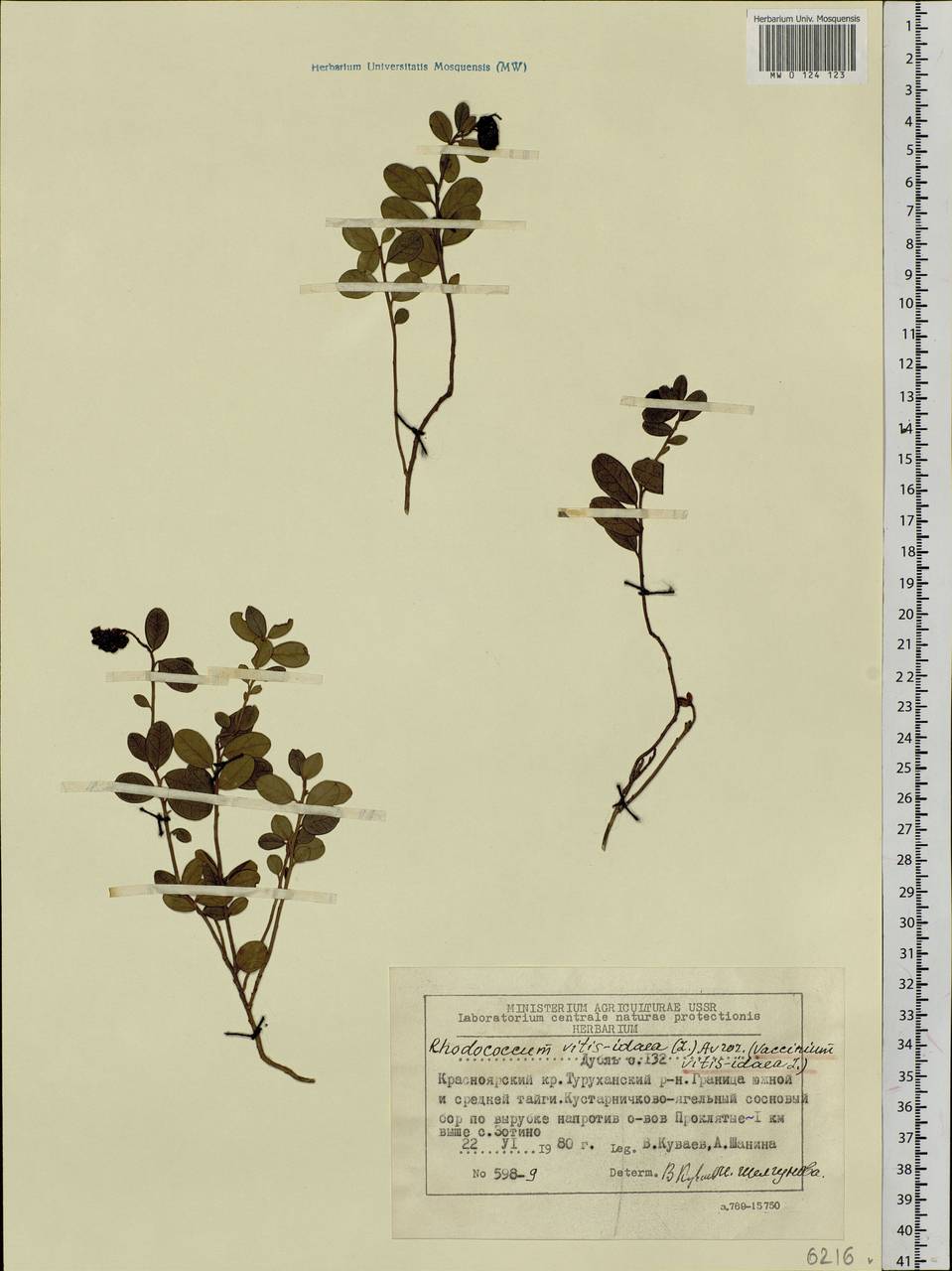 Vaccinium vitis-idaea L., Siberia, Central Siberia (S3) (Russia)