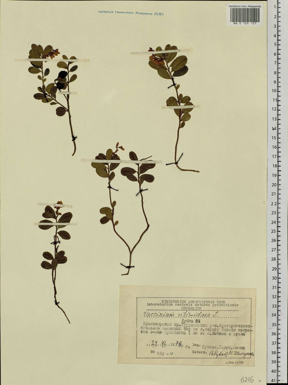 Vaccinium vitis-idaea L., Siberia, Central Siberia (S3) (Russia)