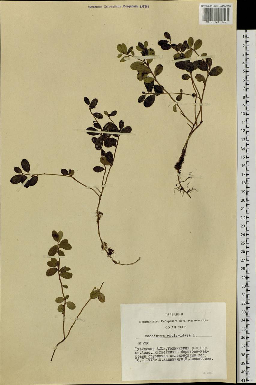 Vaccinium vitis-idaea L., Siberia, Altai & Sayany Mountains (S2) (Russia)