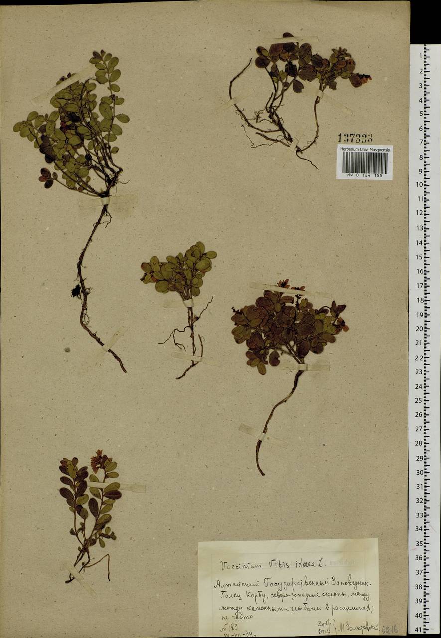 Vaccinium vitis-idaea L., Siberia, Altai & Sayany Mountains (S2) (Russia)