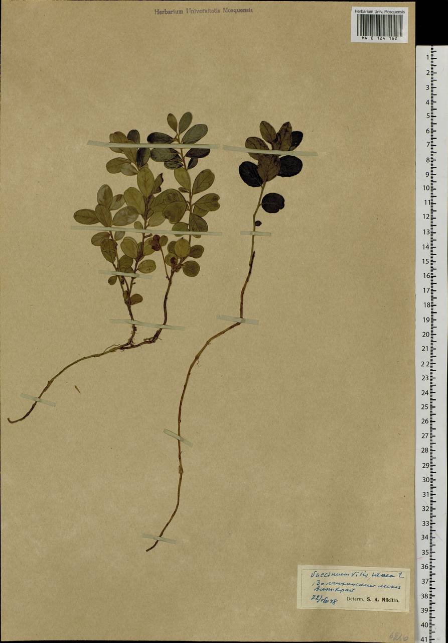 Vaccinium vitis-idaea L., Siberia, Altai & Sayany Mountains (S2) (Russia)