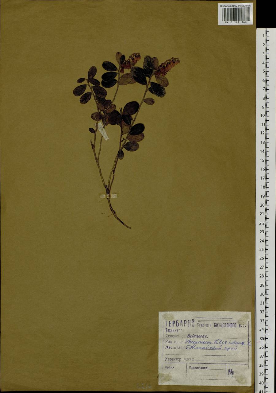 Vaccinium vitis-idaea L., Siberia, Altai & Sayany Mountains (S2) (Russia)