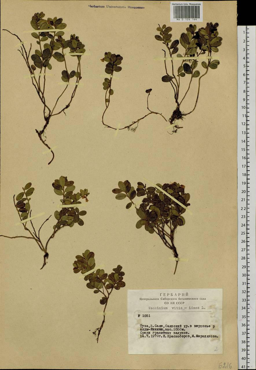 Vaccinium vitis-idaea L., Siberia, Altai & Sayany Mountains (S2) (Russia)