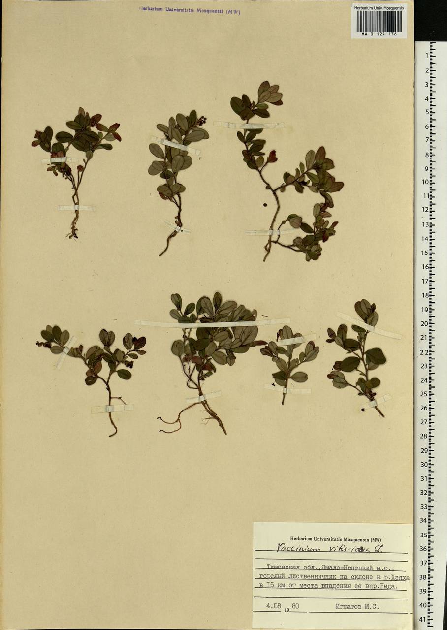 Vaccinium vitis-idaea L., Siberia, Western Siberia (S1) (Russia)