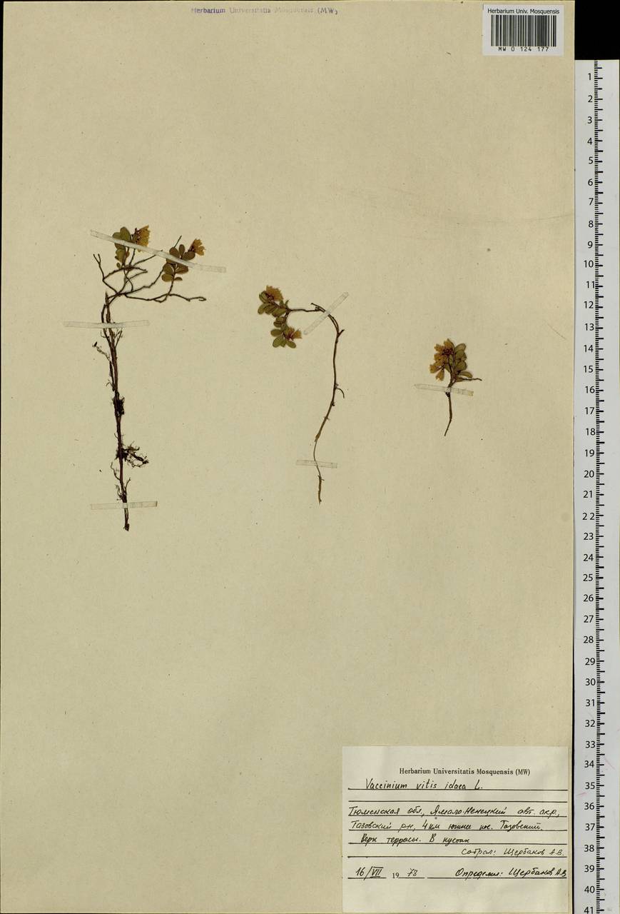 Vaccinium vitis-idaea L., Siberia, Western Siberia (S1) (Russia)