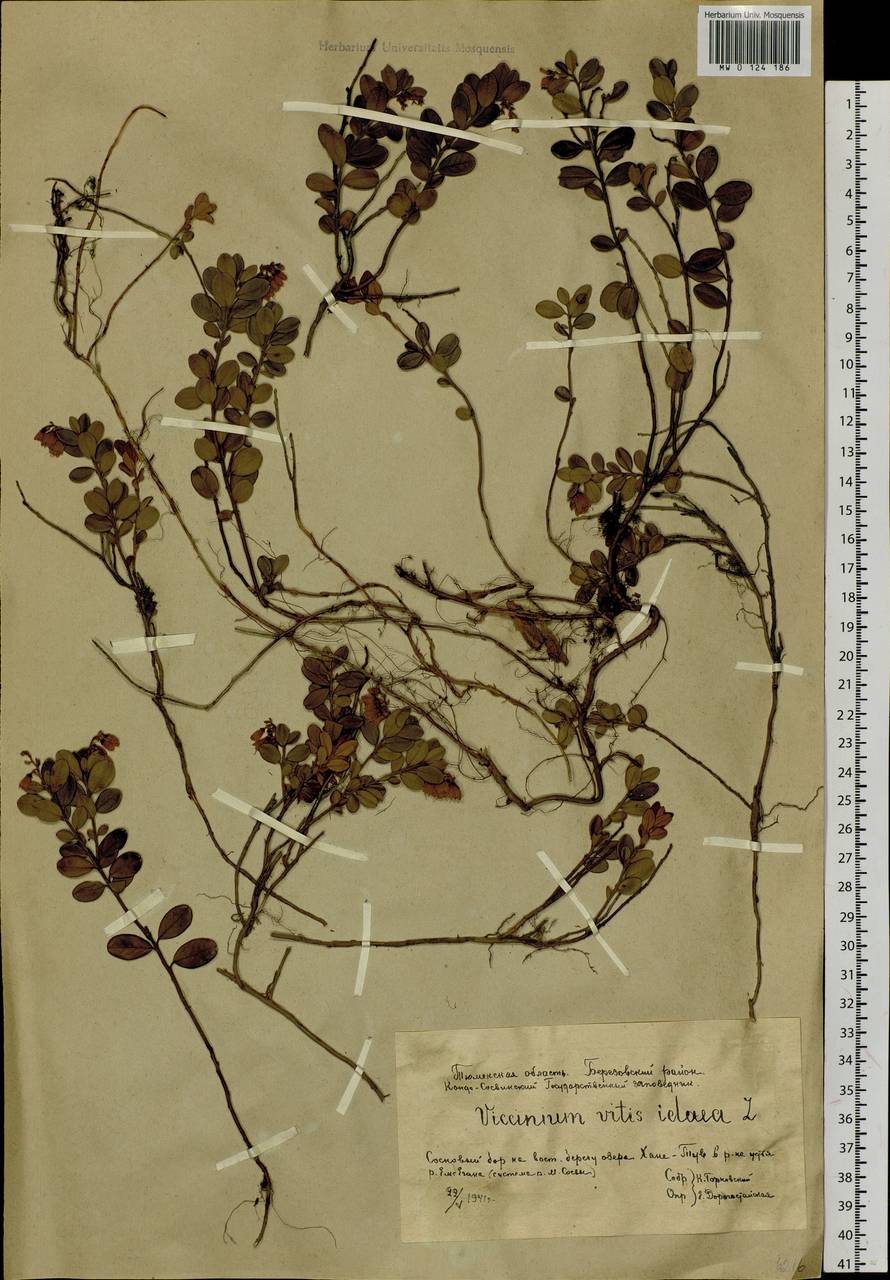 Vaccinium vitis-idaea L., Siberia, Western Siberia (S1) (Russia)