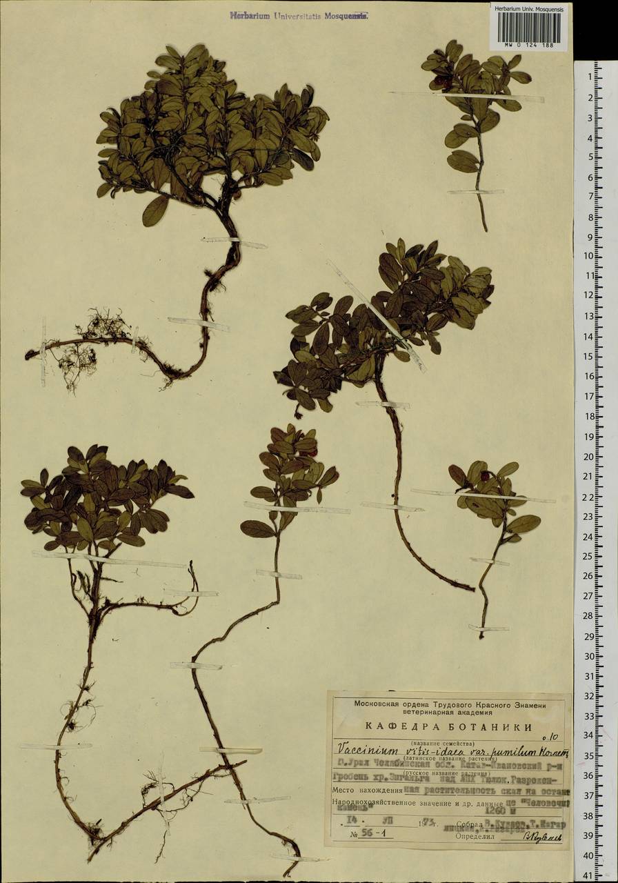 Vaccinium vitis-idaea L., Eastern Europe, Eastern region (E10) (Russia)