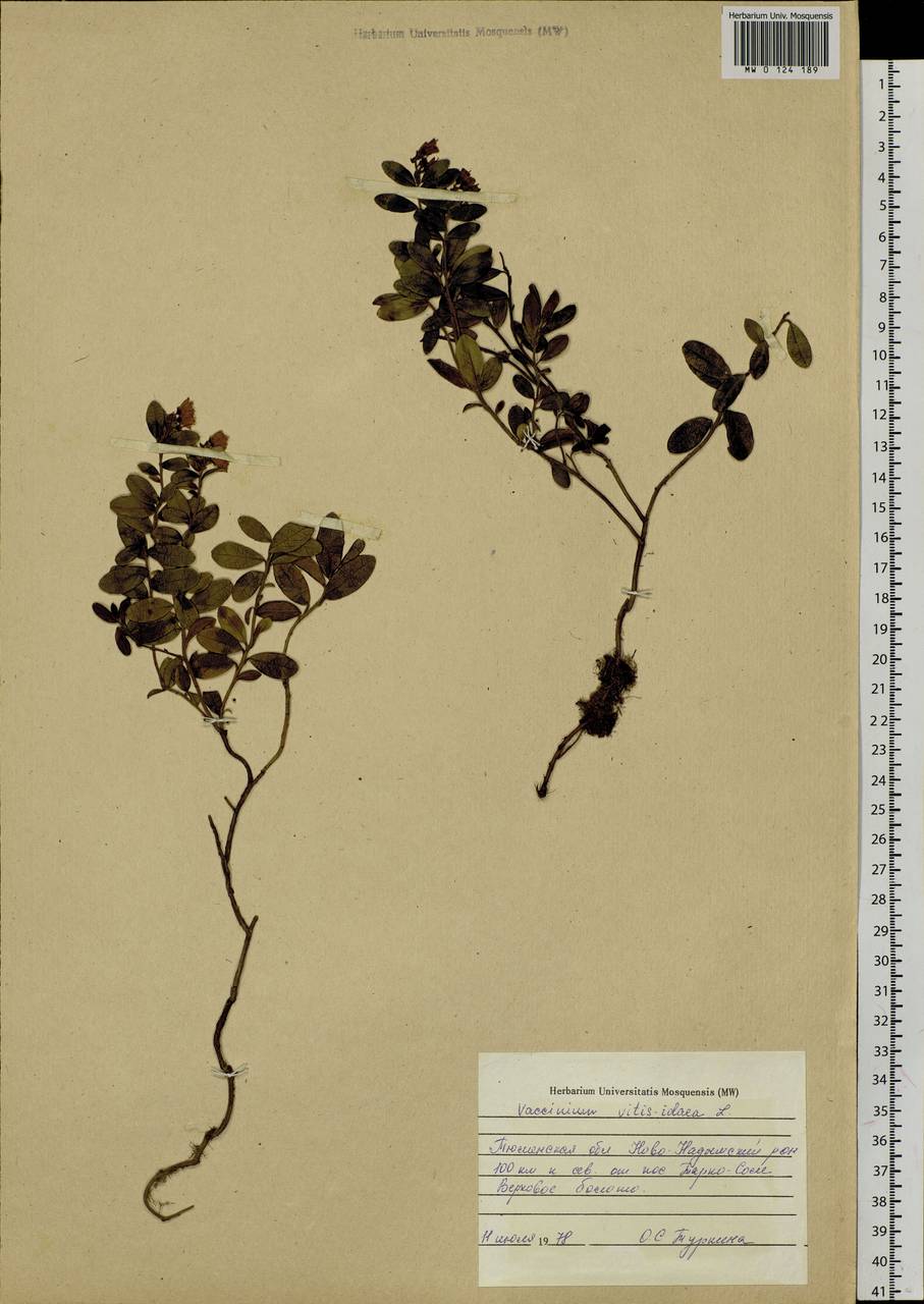 Vaccinium vitis-idaea L., Siberia, Western Siberia (S1) (Russia)