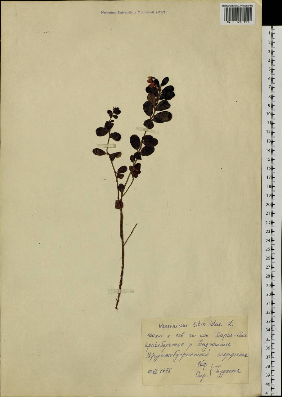 Vaccinium vitis-idaea L., Siberia, Western Siberia (S1) (Russia)