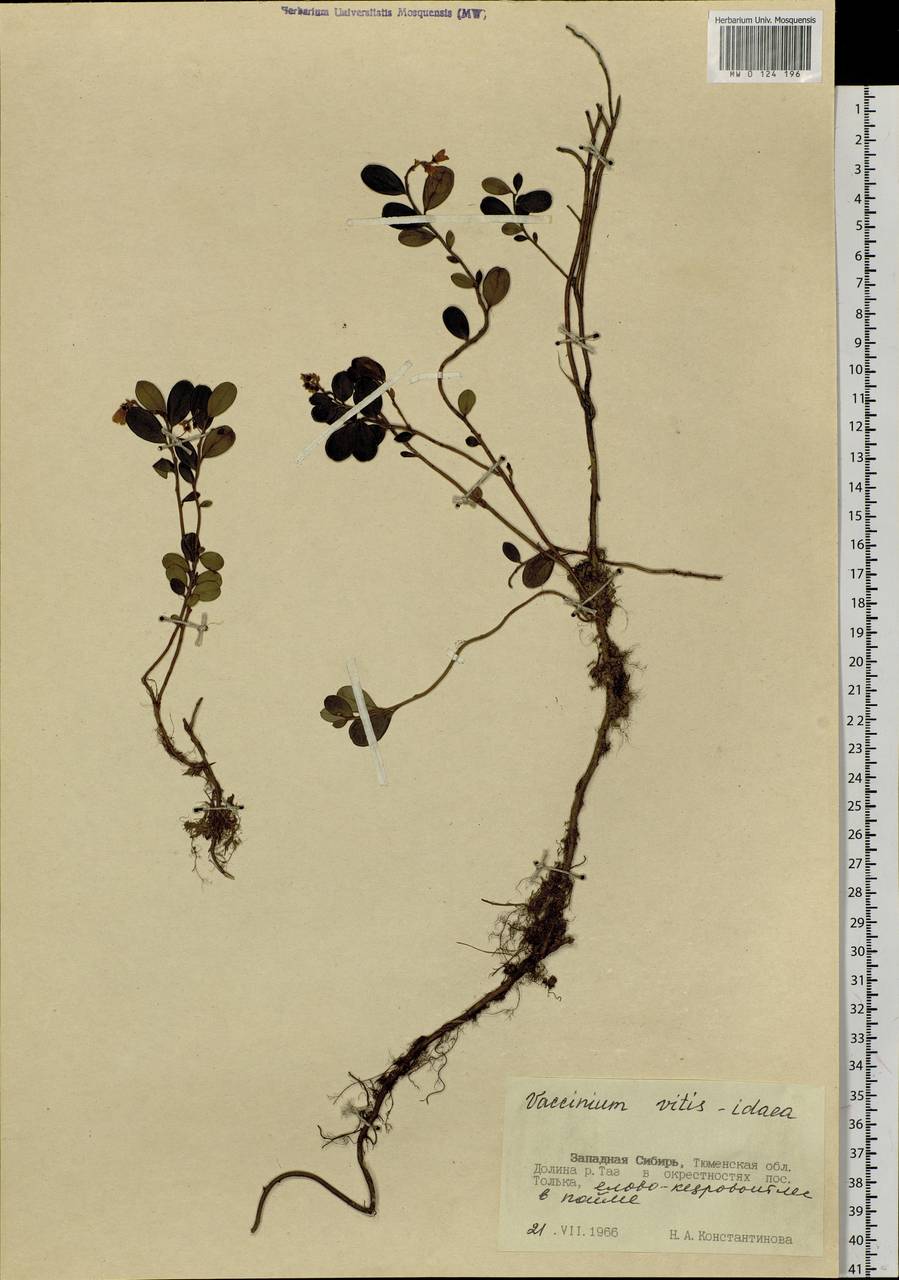 Vaccinium vitis-idaea L., Siberia, Western Siberia (S1) (Russia)