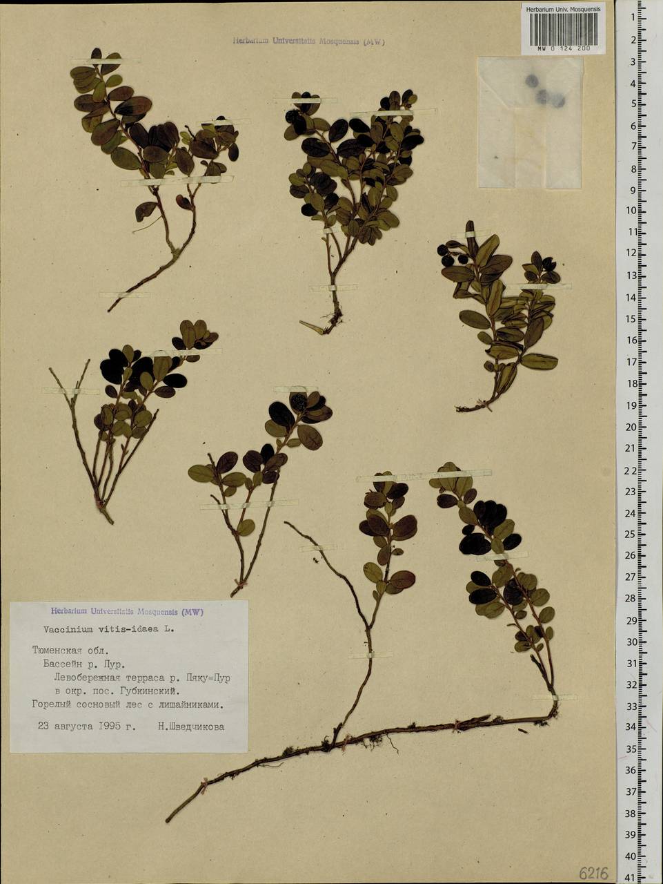 Vaccinium vitis-idaea L., Siberia, Western Siberia (S1) (Russia)