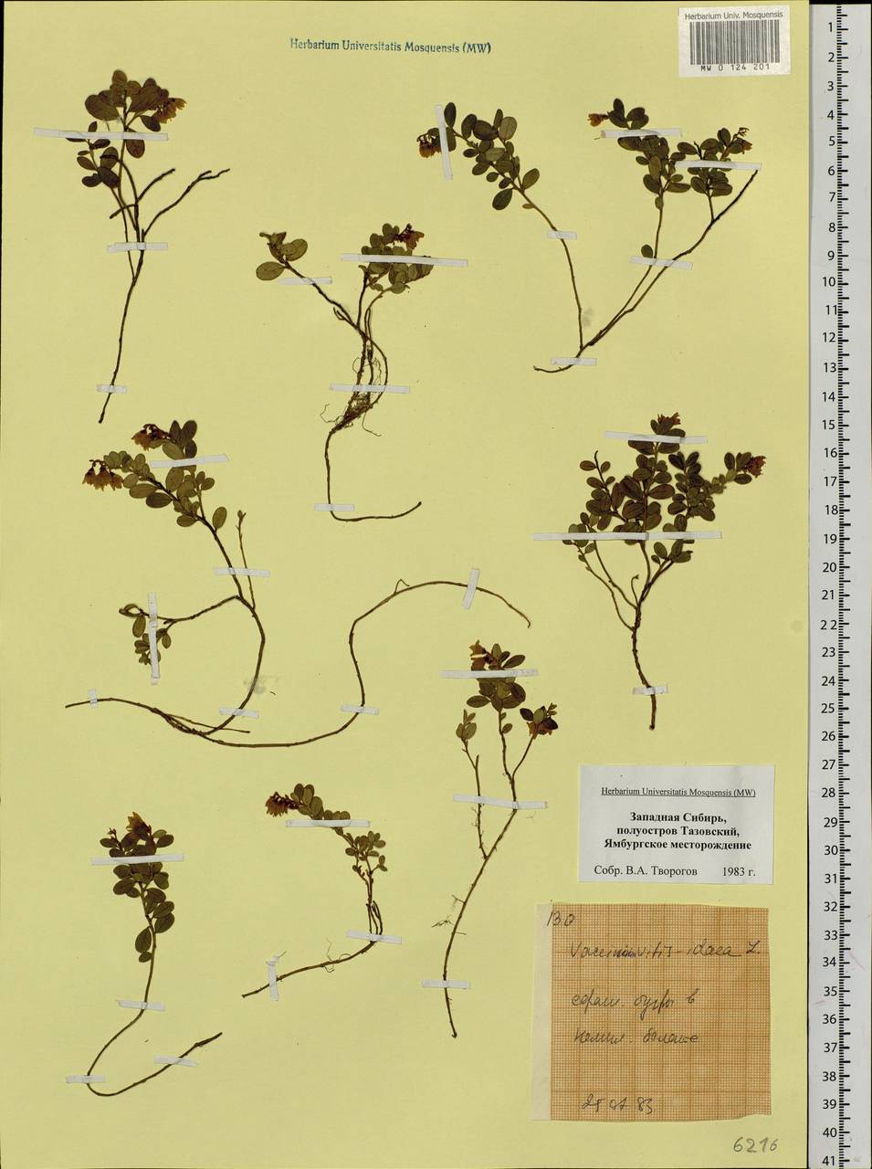 Vaccinium vitis-idaea L., Siberia, Western Siberia (S1) (Russia)