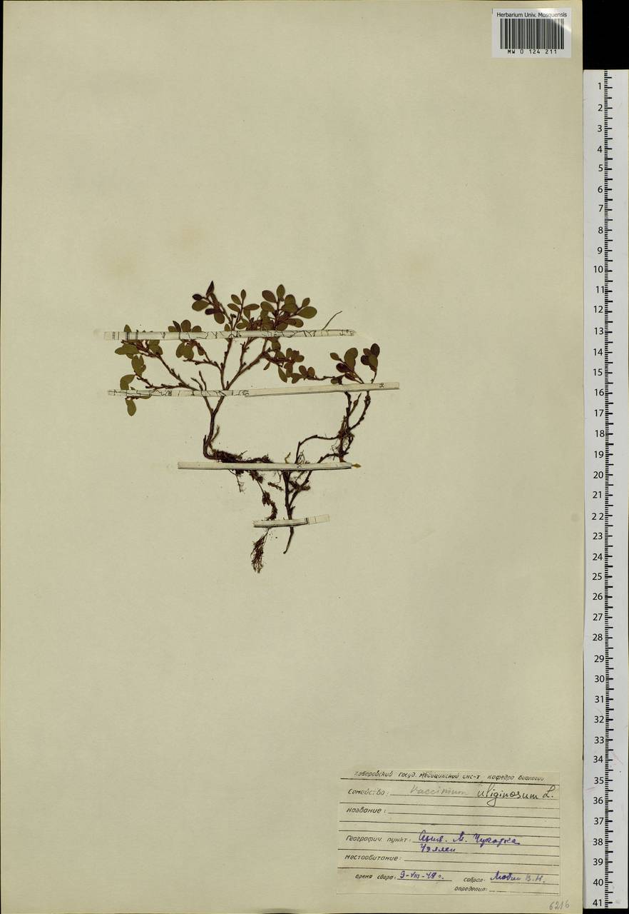 Vaccinium uliginosum L., Siberia, Chukotka & Kamchatka (S7) (Russia)