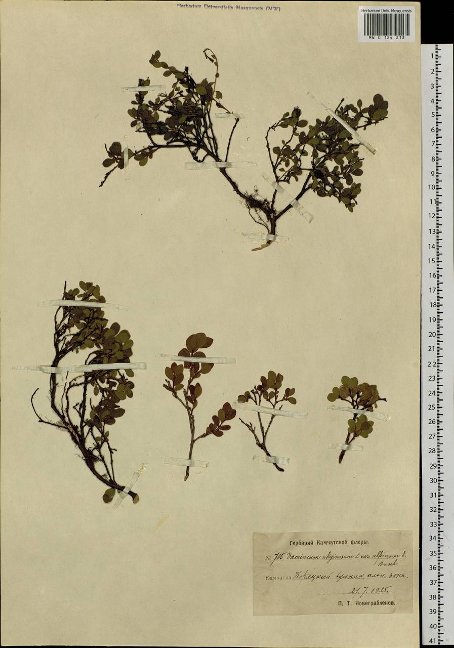 Vaccinium uliginosum L., Siberia, Chukotka & Kamchatka (S7) (Russia)