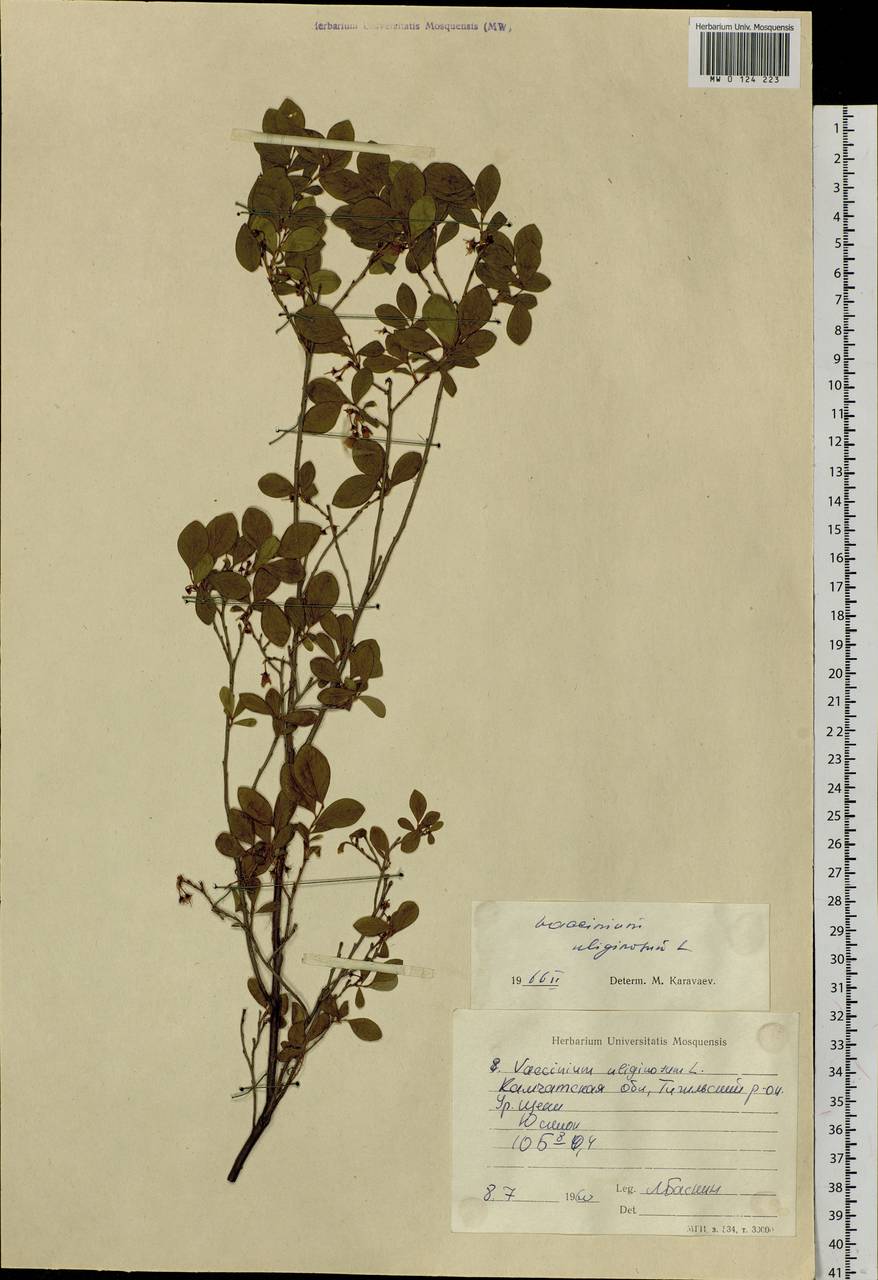 Vaccinium uliginosum L., Siberia, Chukotka & Kamchatka (S7) (Russia)