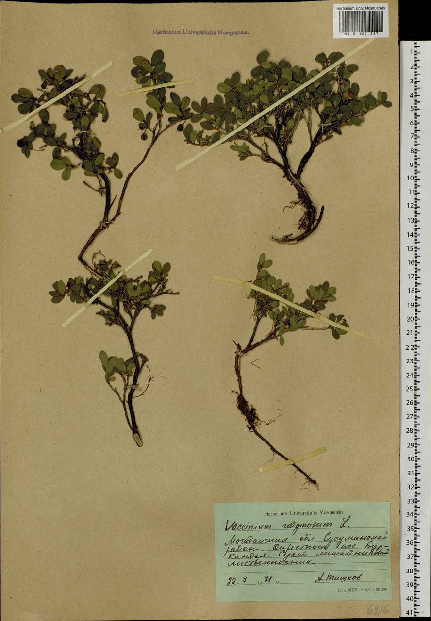 Vaccinium uliginosum L., Siberia, Chukotka & Kamchatka (S7) (Russia)