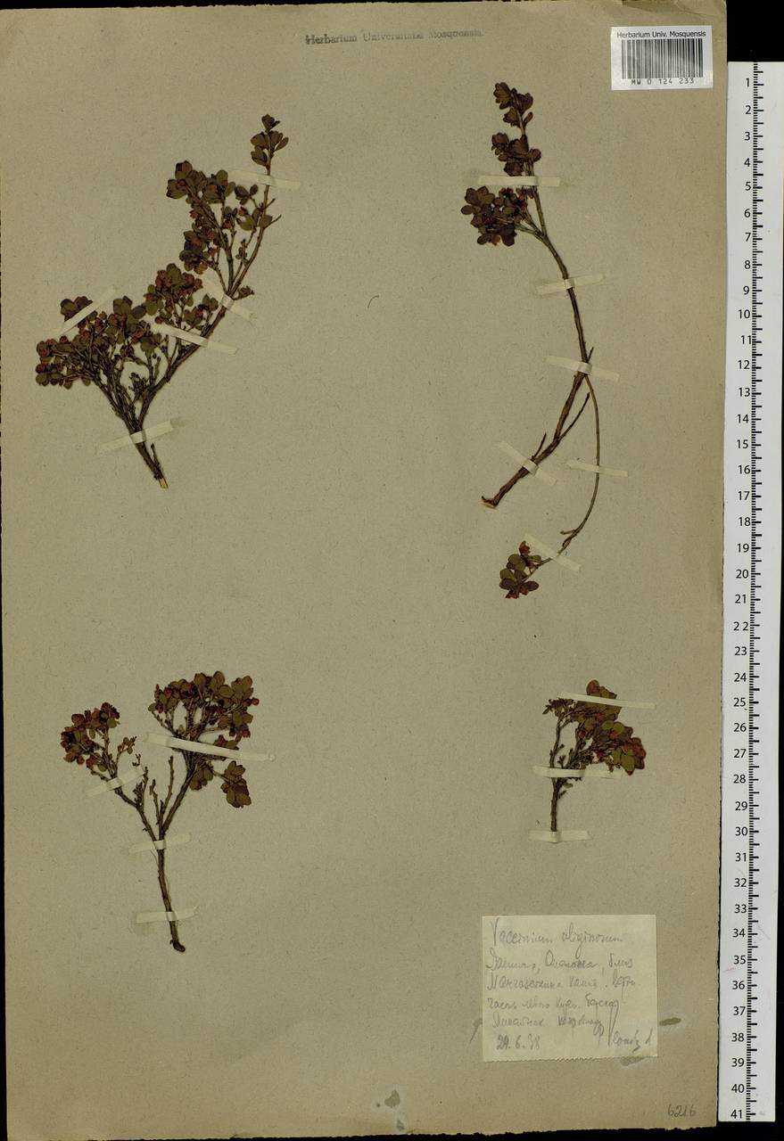 Vaccinium uliginosum L., Siberia, Chukotka & Kamchatka (S7) (Russia)