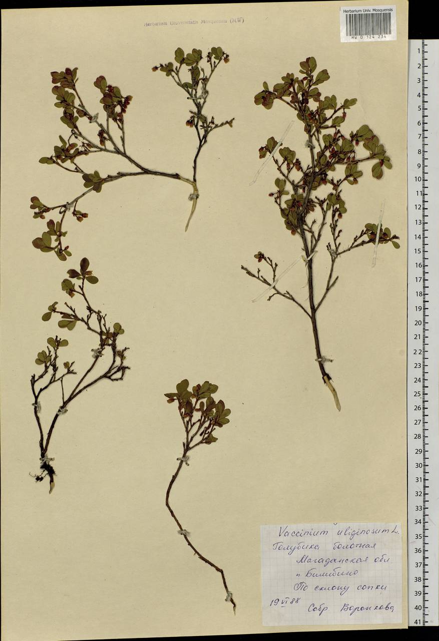 Vaccinium uliginosum L., Siberia, Chukotka & Kamchatka (S7) (Russia)