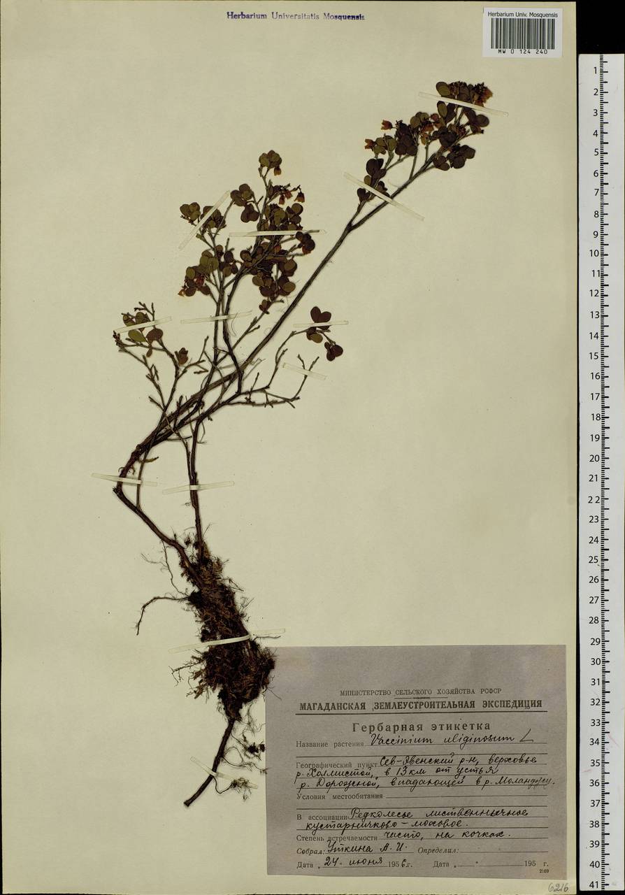Vaccinium uliginosum L., Siberia, Chukotka & Kamchatka (S7) (Russia)