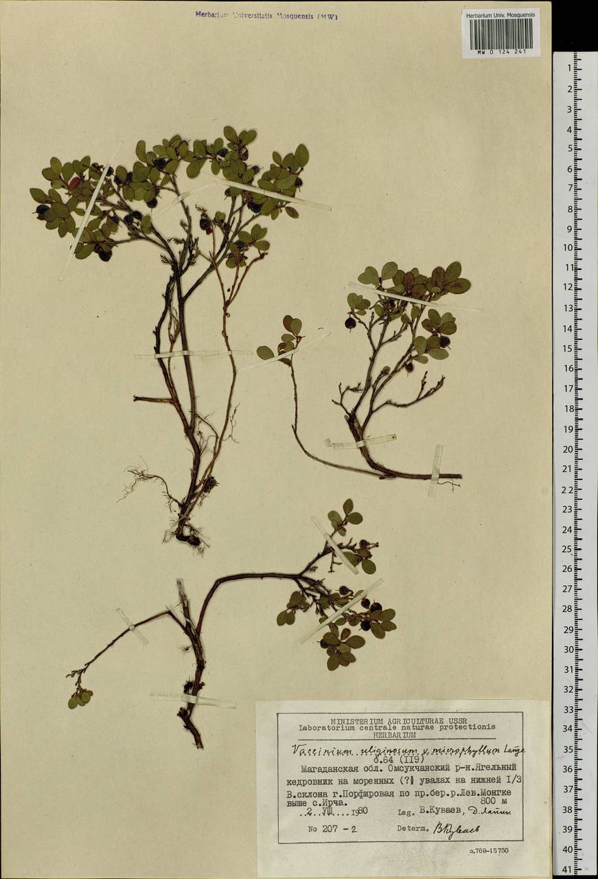 Vaccinium uliginosum L., Siberia, Chukotka & Kamchatka (S7) (Russia)