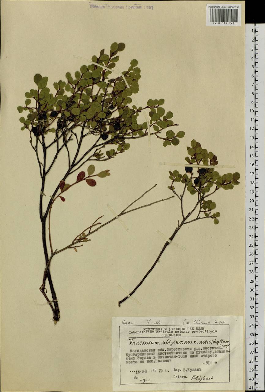 Vaccinium uliginosum L., Siberia, Chukotka & Kamchatka (S7) (Russia)