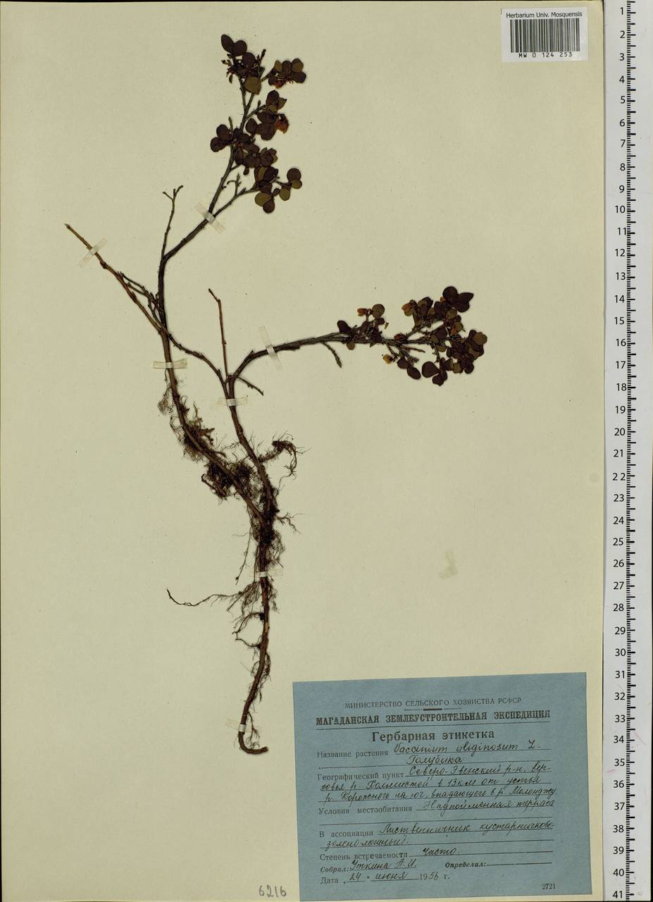 Vaccinium uliginosum L., Siberia, Chukotka & Kamchatka (S7) (Russia)