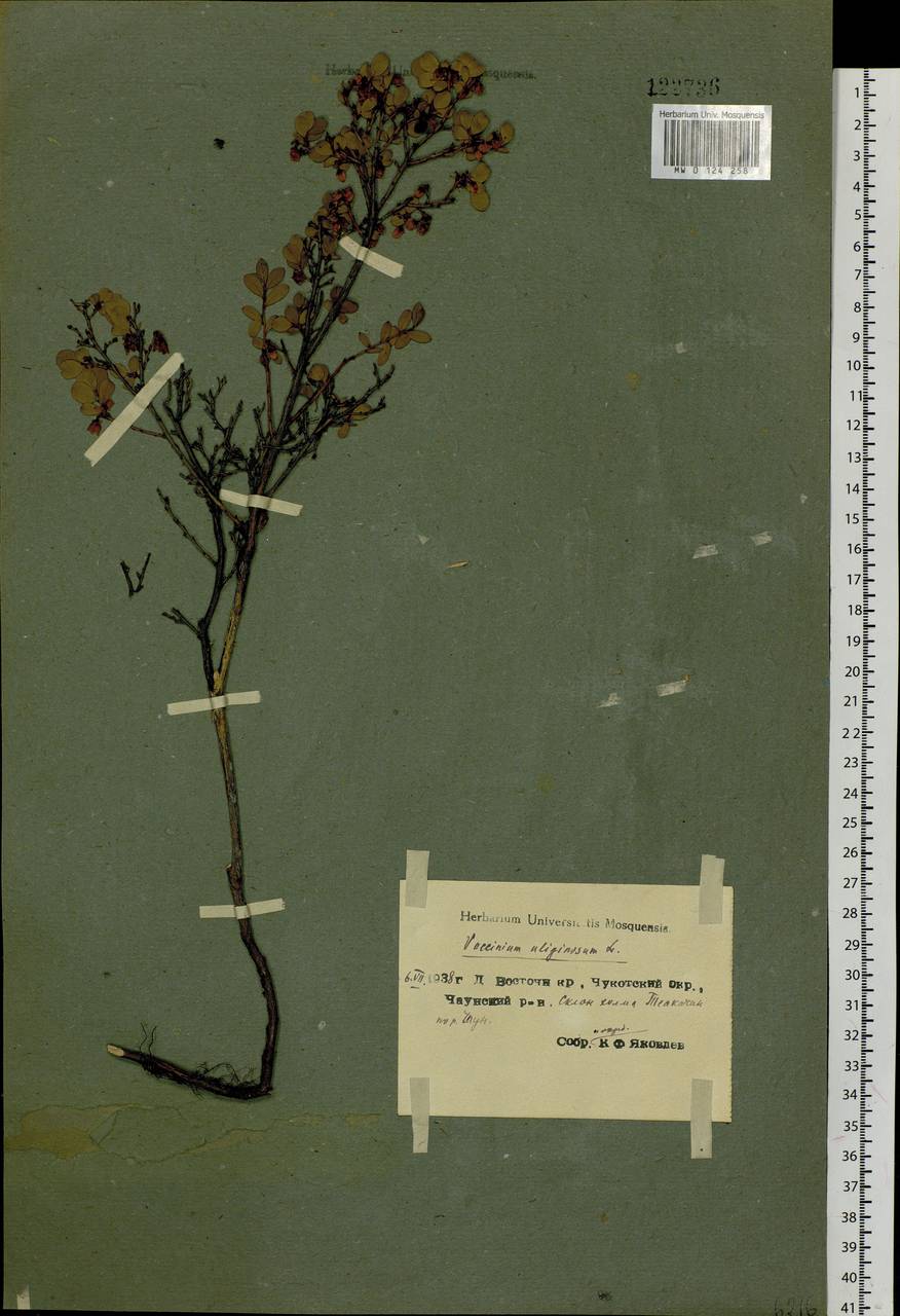 Vaccinium uliginosum L., Siberia, Chukotka & Kamchatka (S7) (Russia)