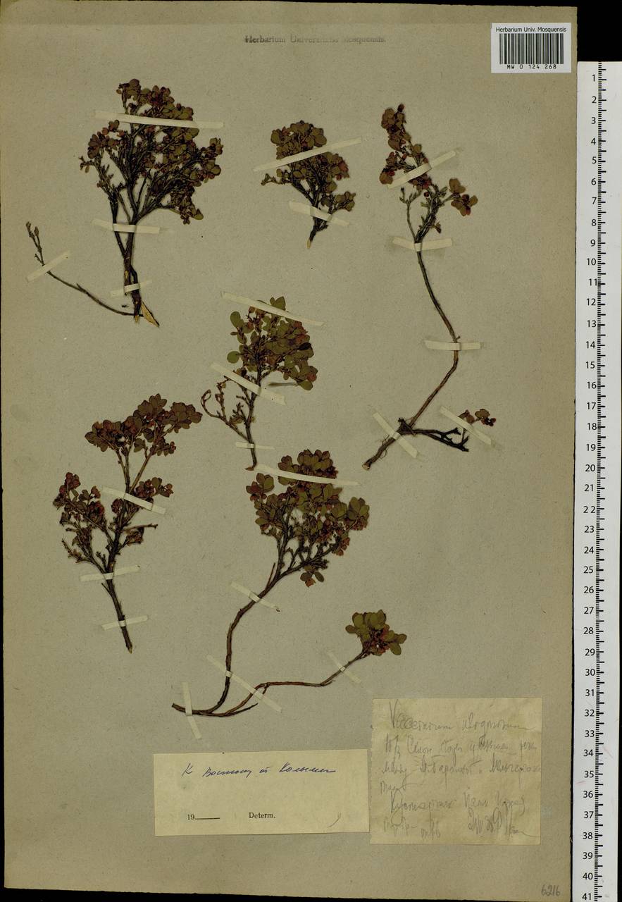 Vaccinium uliginosum L., Siberia, Chukotka & Kamchatka (S7) (Russia)