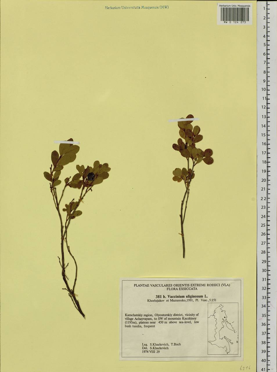Vaccinium uliginosum L., Siberia, Chukotka & Kamchatka (S7) (Russia)