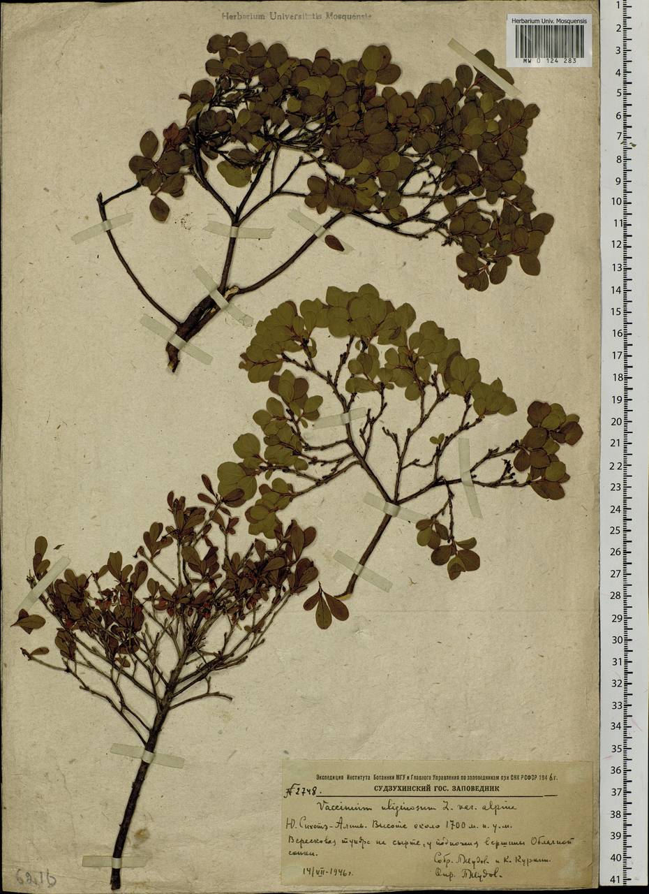 Vaccinium uliginosum L., Siberia, Russian Far East (S6) (Russia)