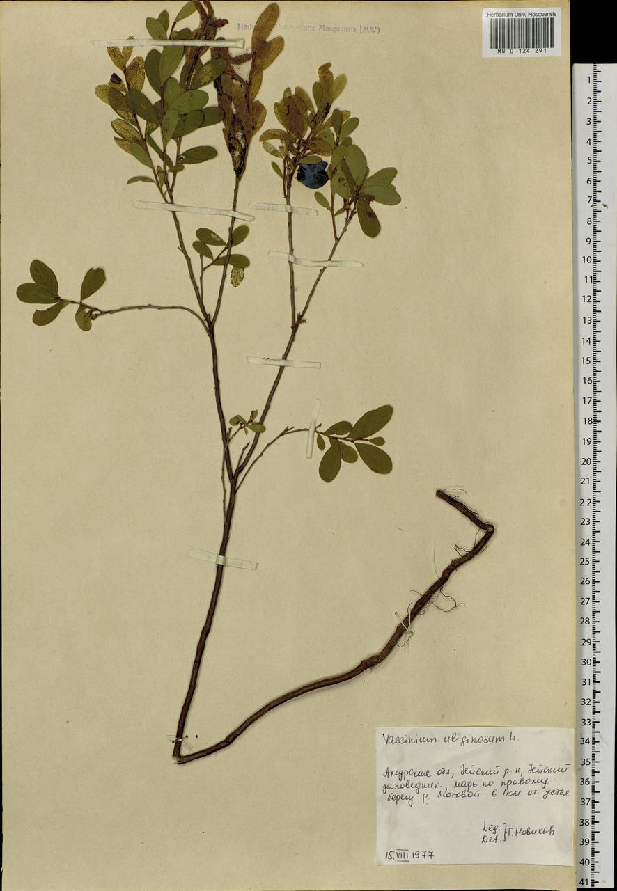 Vaccinium uliginosum L., Siberia, Russian Far East (S6) (Russia)