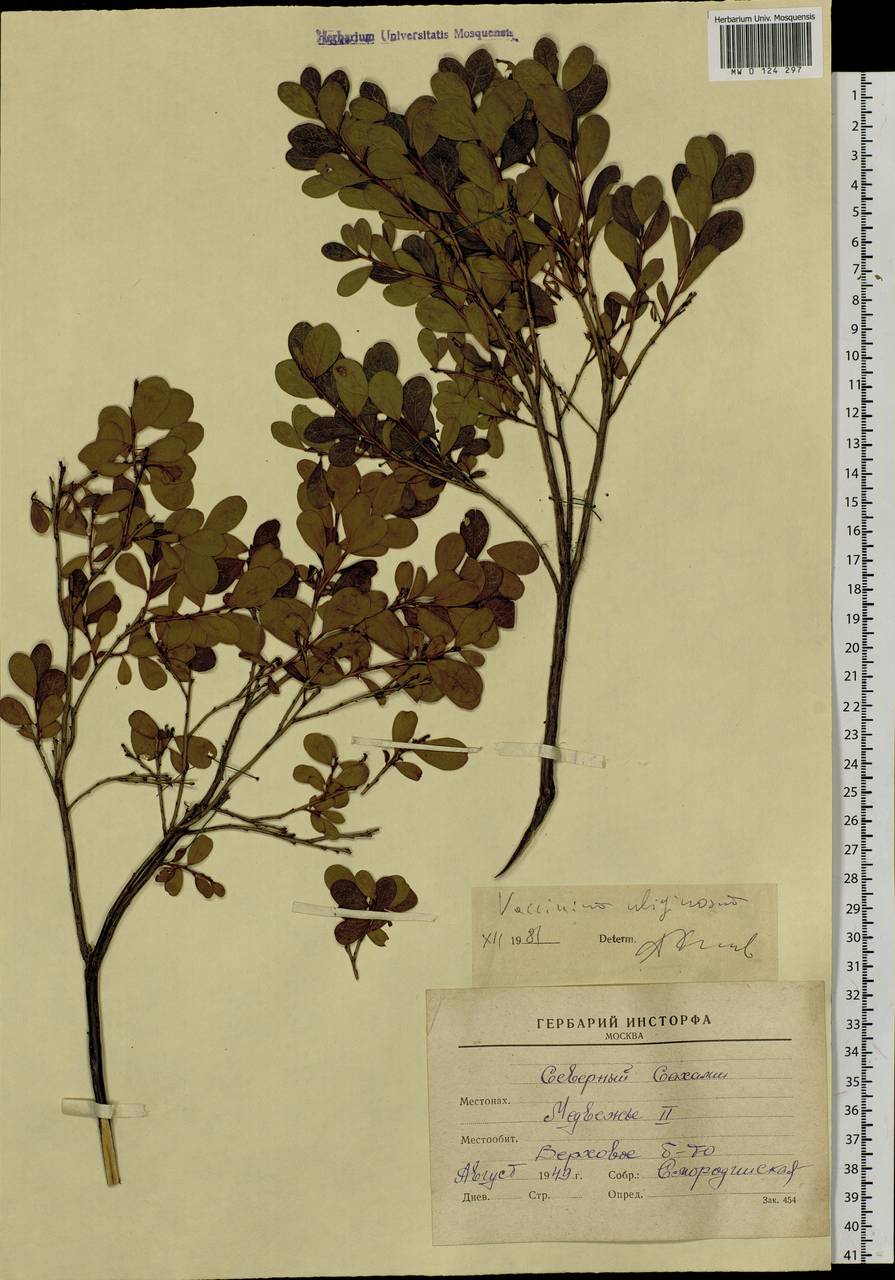 Vaccinium uliginosum L., Siberia, Russian Far East (S6) (Russia)