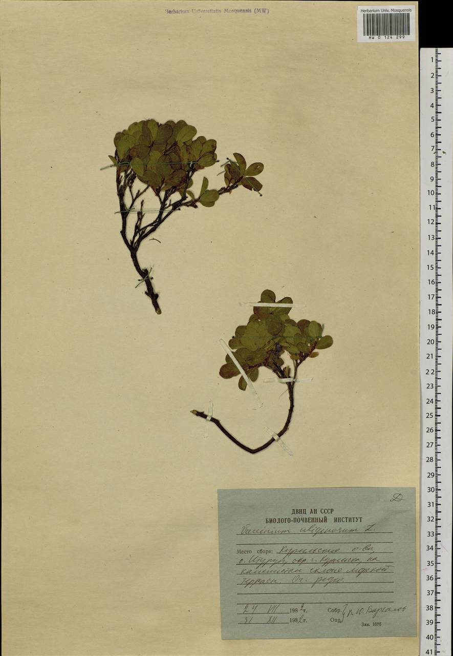 Vaccinium uliginosum L., Siberia, Russian Far East (S6) (Russia)