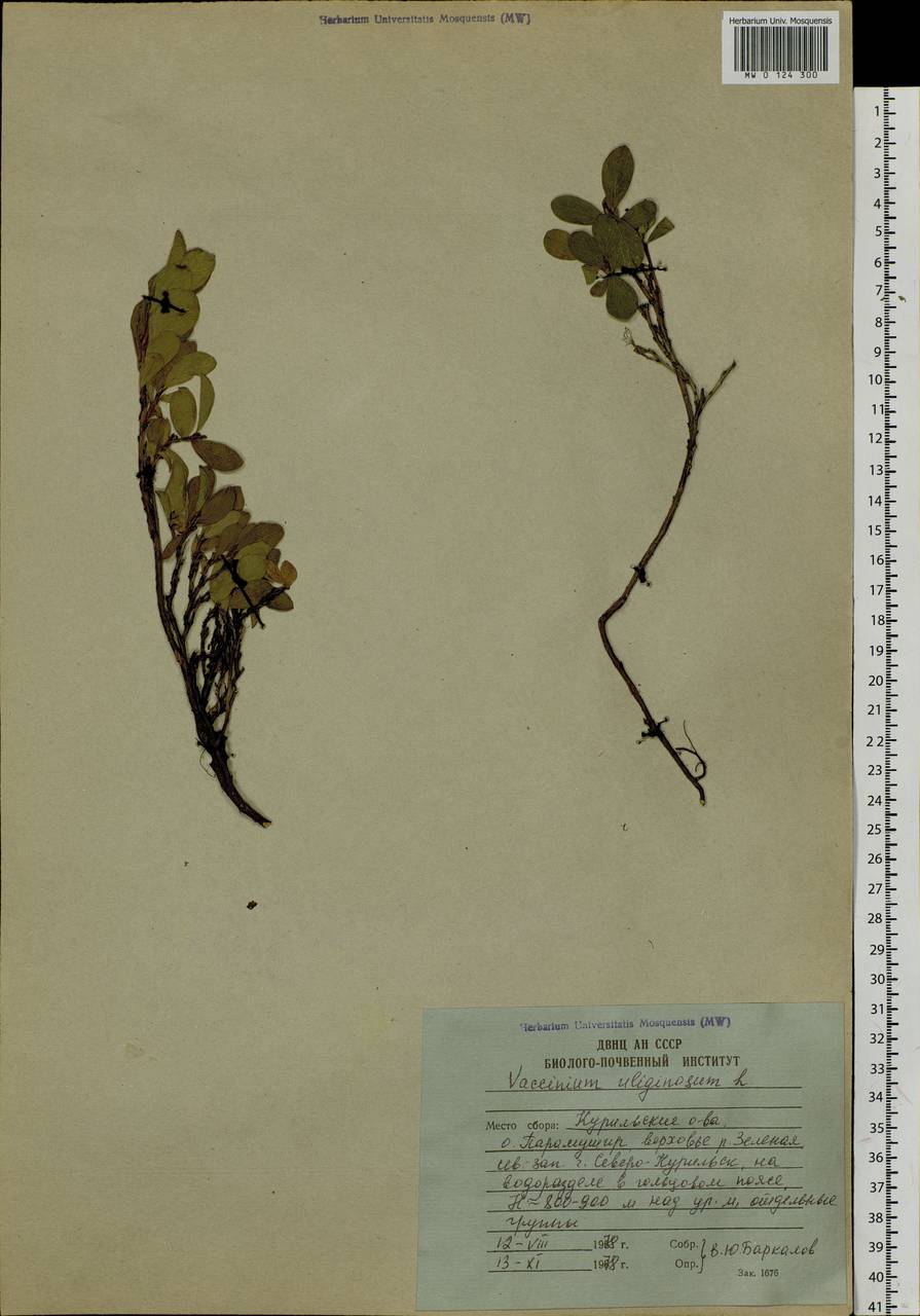 Vaccinium uliginosum L., Siberia, Russian Far East (S6) (Russia)
