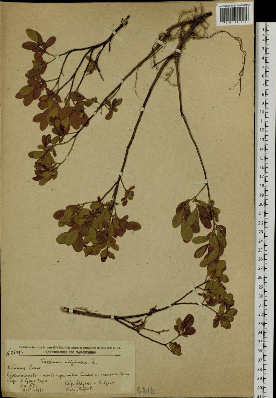 Vaccinium uliginosum L., Siberia, Russian Far East (S6) (Russia)