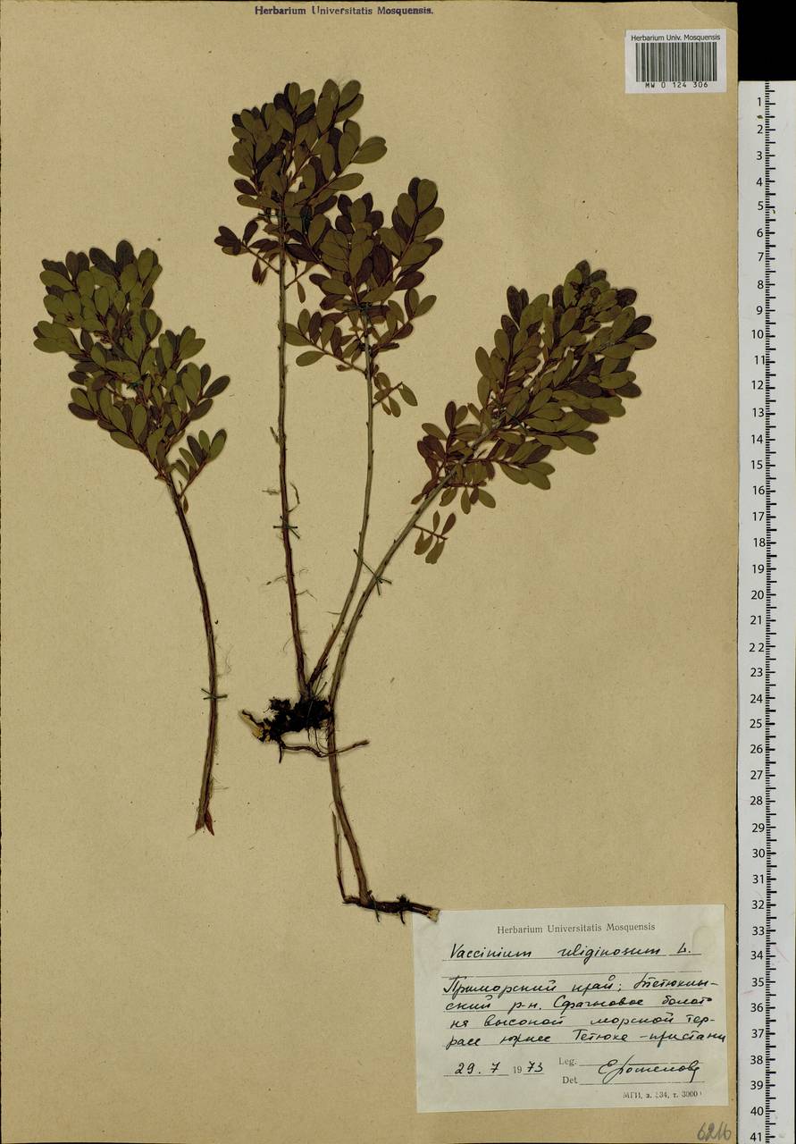 Vaccinium uliginosum L., Siberia, Russian Far East (S6) (Russia)