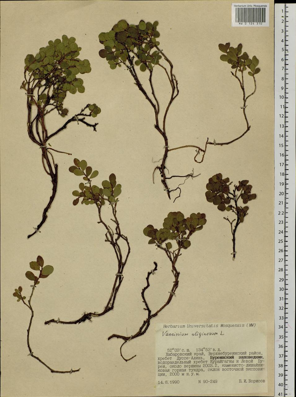 Vaccinium uliginosum L., Siberia, Russian Far East (S6) (Russia)