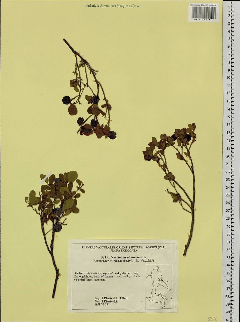 Vaccinium uliginosum L., Siberia, Russian Far East (S6) (Russia)