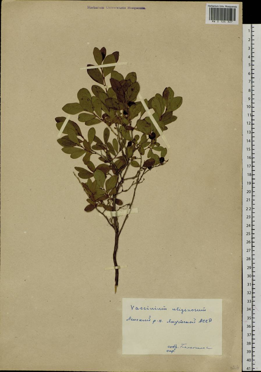 Vaccinium uliginosum L., Siberia, Yakutia (S5) (Russia)