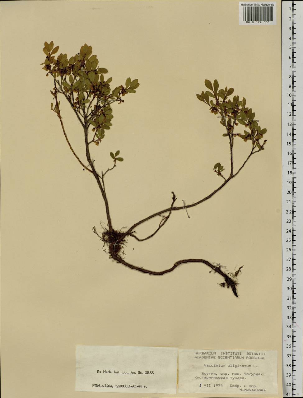 Vaccinium uliginosum L., Siberia, Yakutia (S5) (Russia)